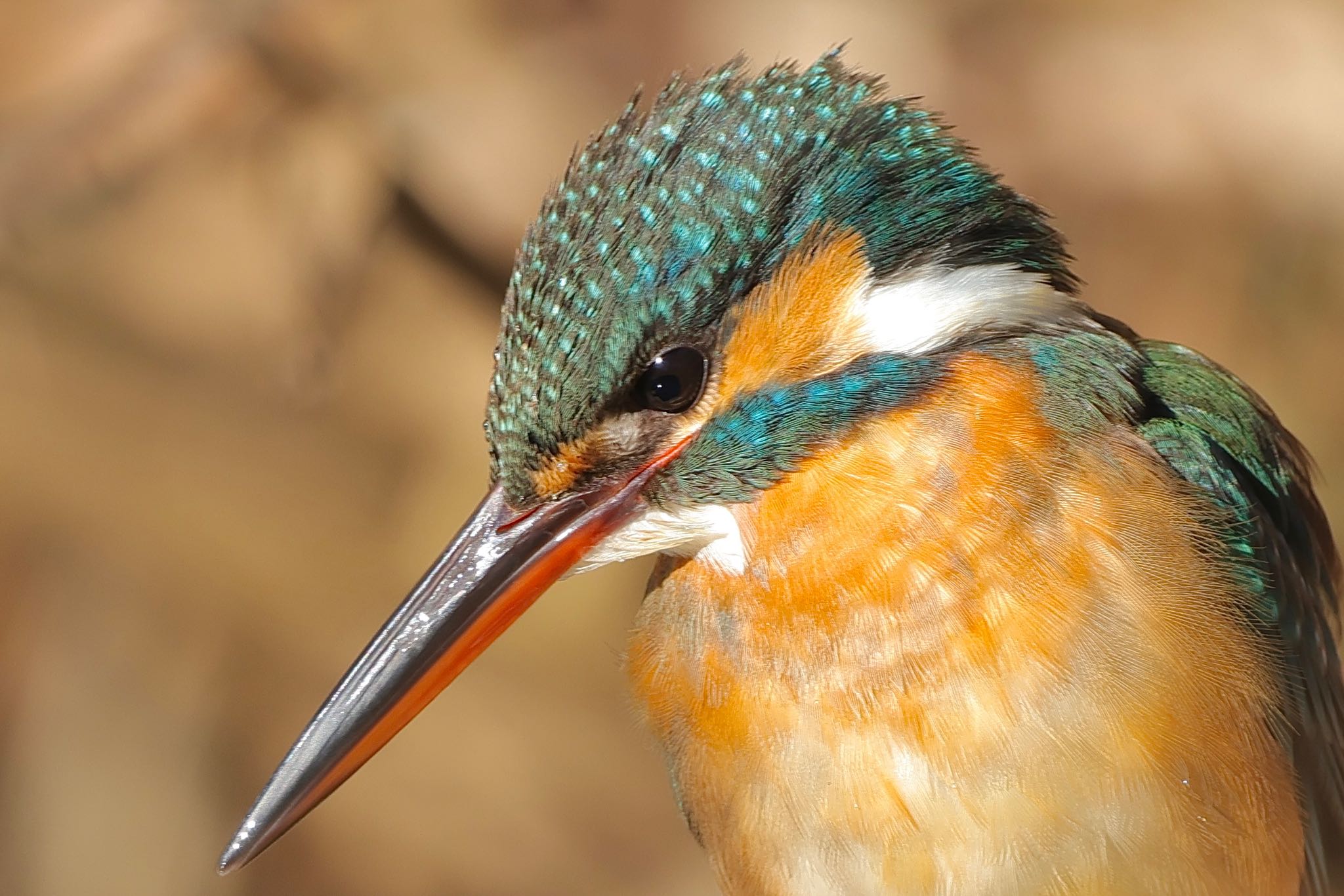 Common Kingfisher