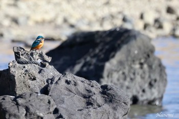 カワセミ 三浦半島 2024年1月13日(土)