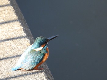 カワセミ 栄町にこにこ公園 2024年1月15日(月)