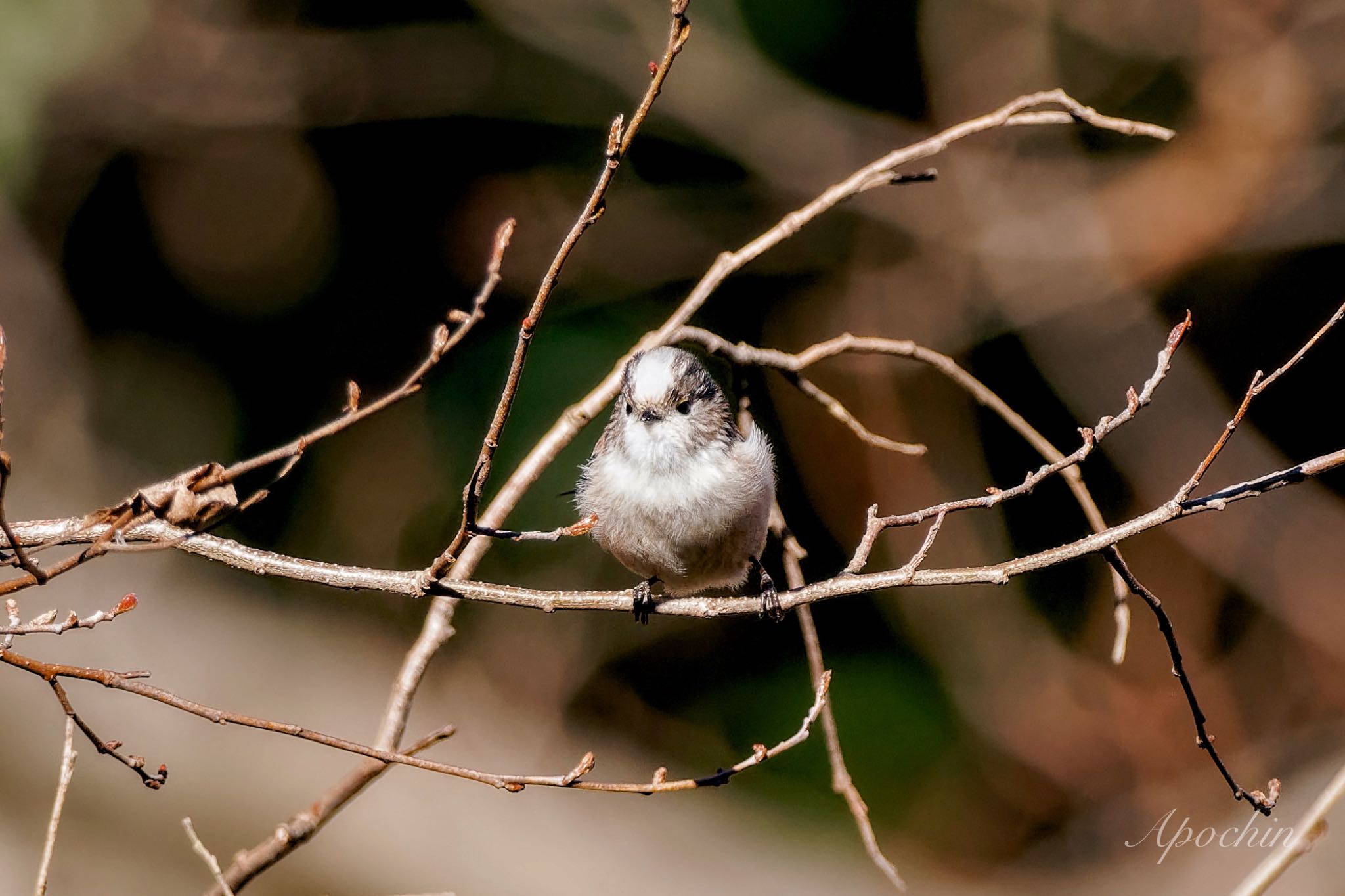 Long-tailed Tit