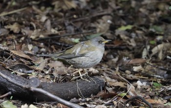 Pale Thrush 和歌山森林公園 Mon, 2/13/2023