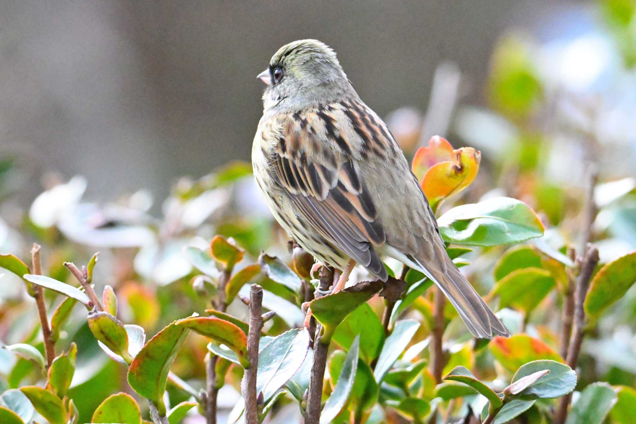 Masked Bunting