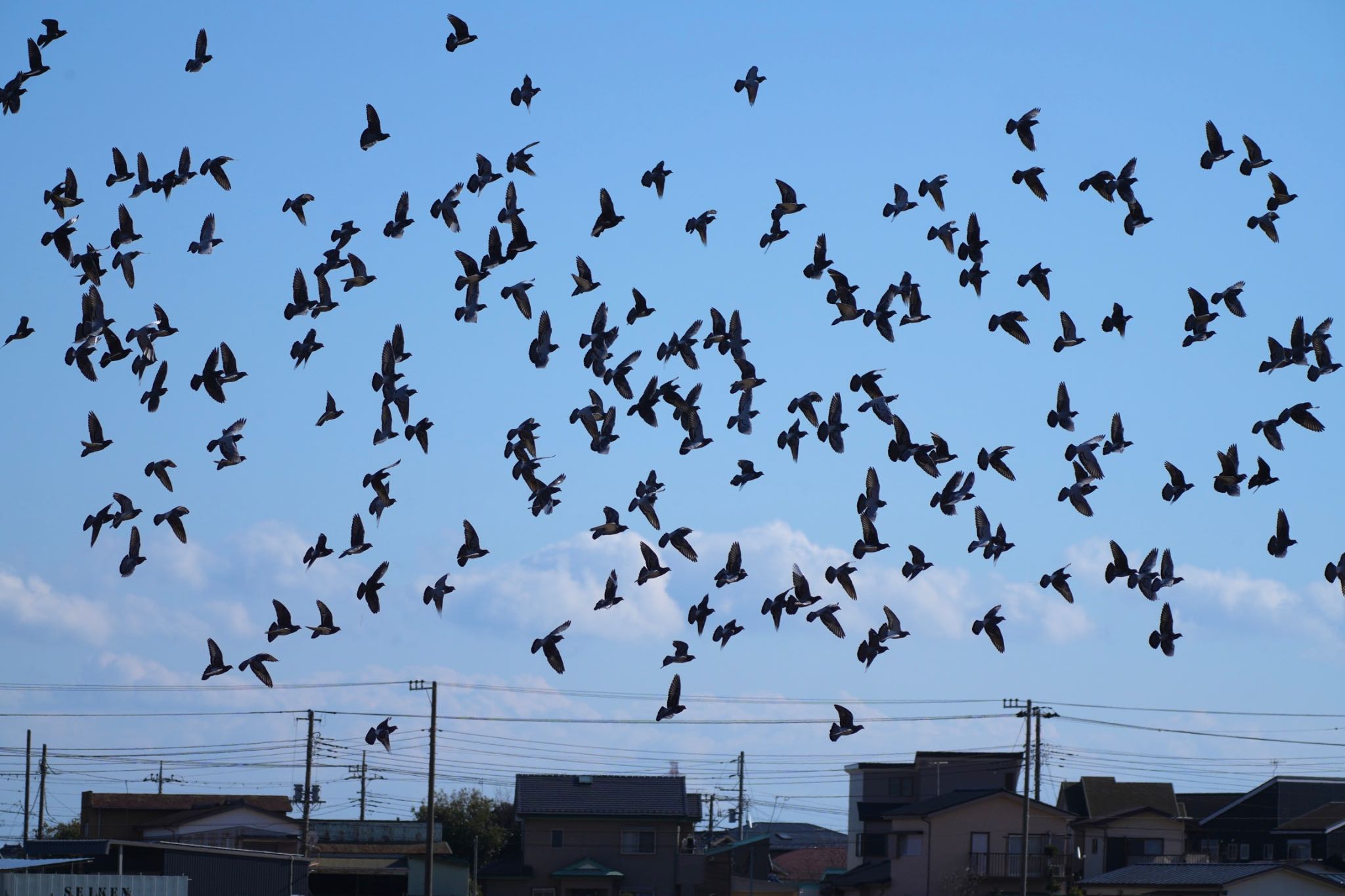 Photo of Rock Dove at 平塚田んぼ by あらどん