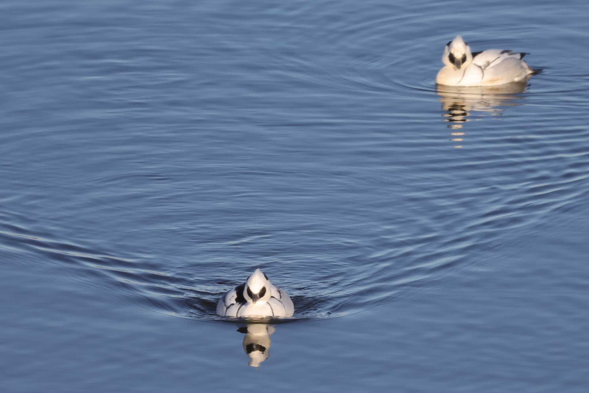 Smew