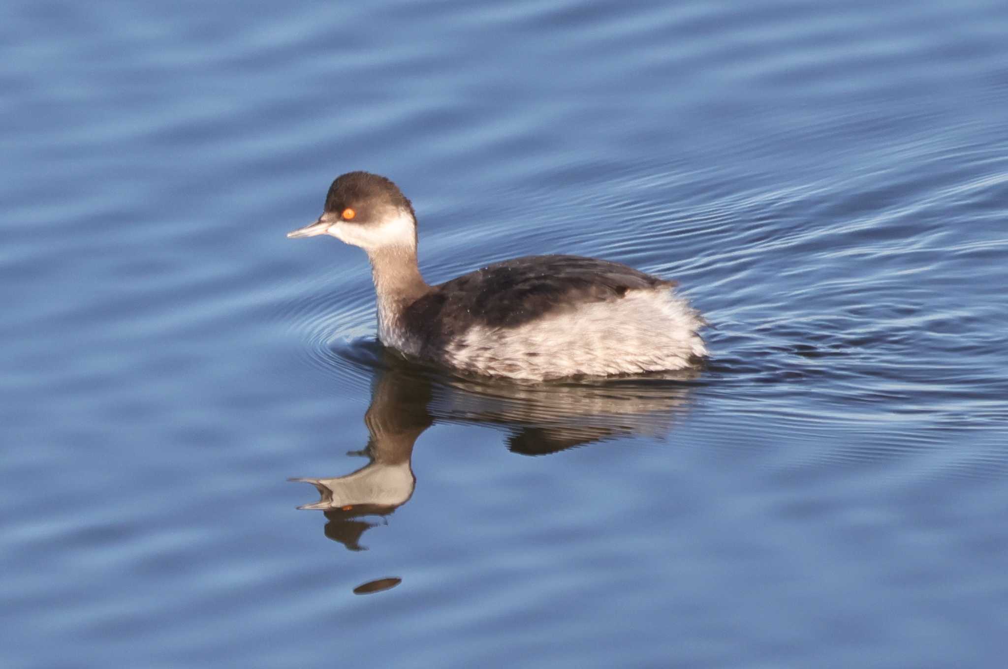 Black-necked Grebe