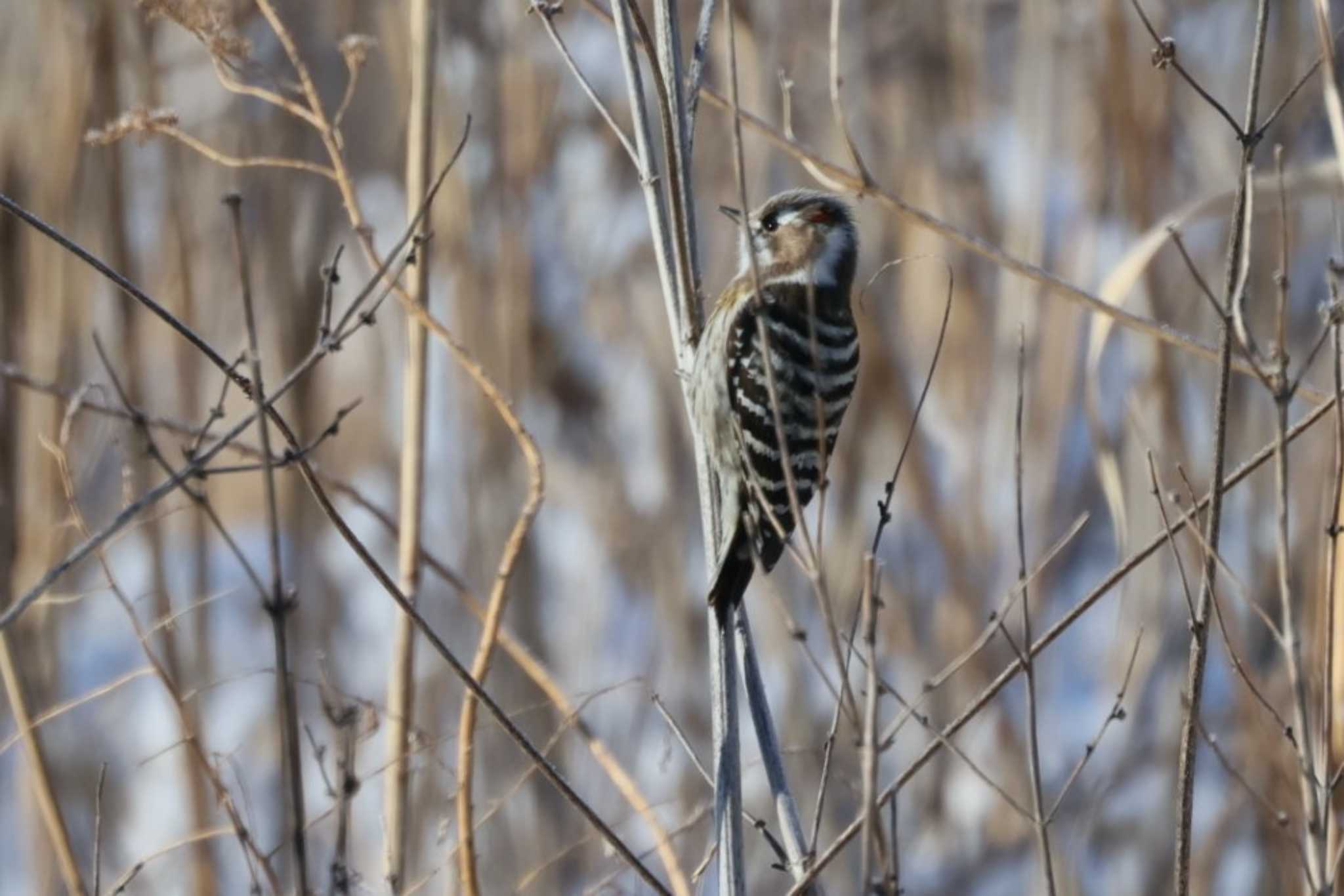 Japanese Pygmy Woodpecker