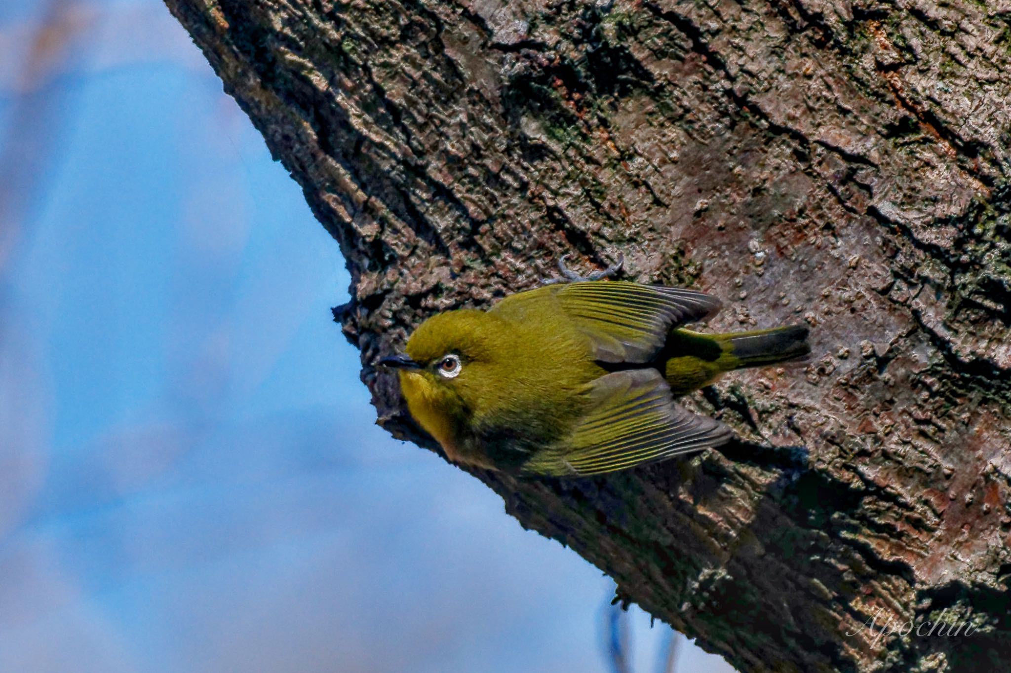 Warbling White-eye