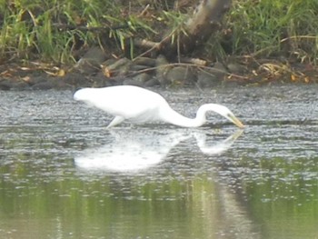 Great Egret 東屯田遊水地 Wed, 11/7/2018