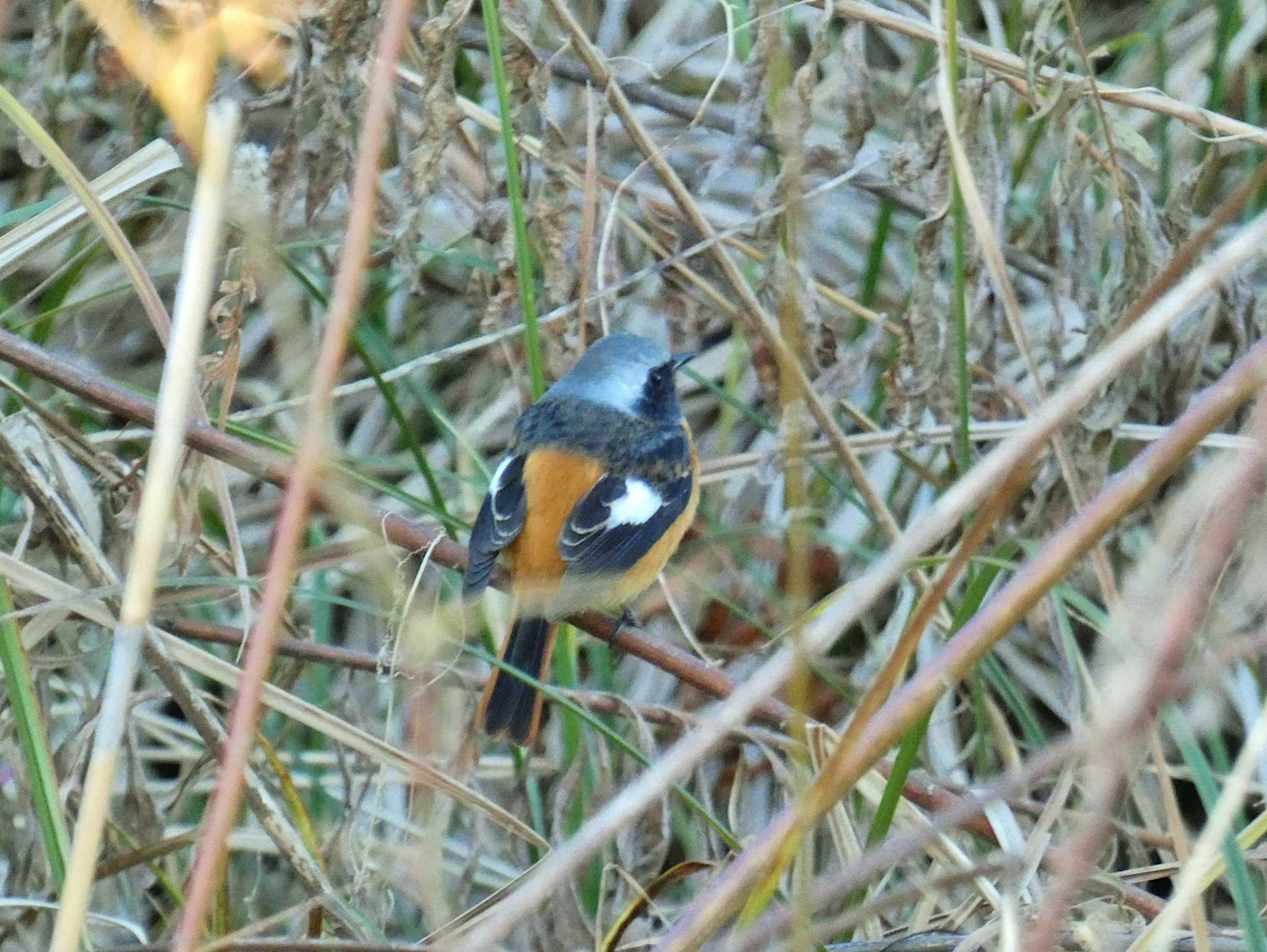 Photo of Daurian Redstart at 淀川河川公園 by Toshihiro Yamaguchi