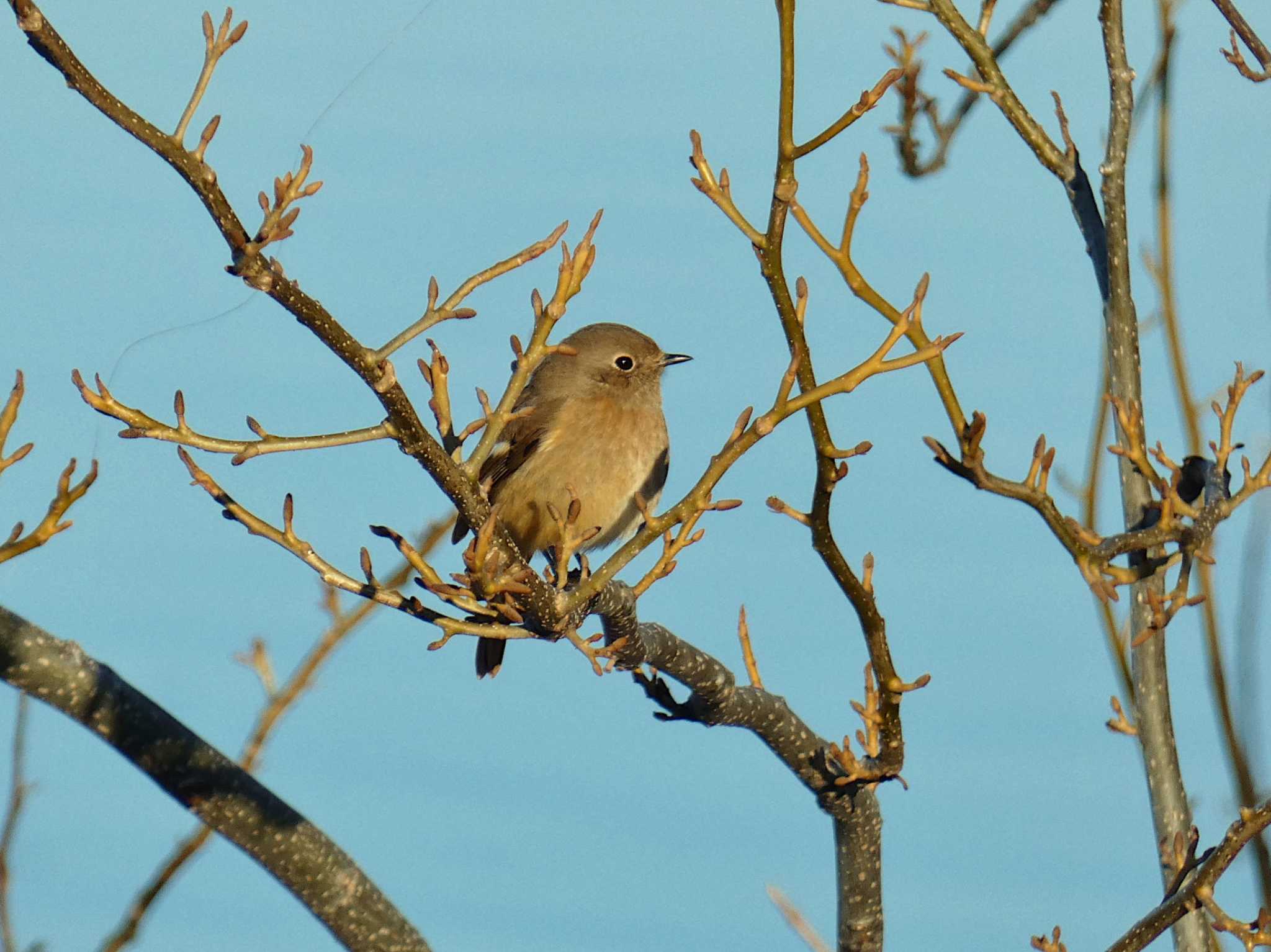 Daurian Redstart