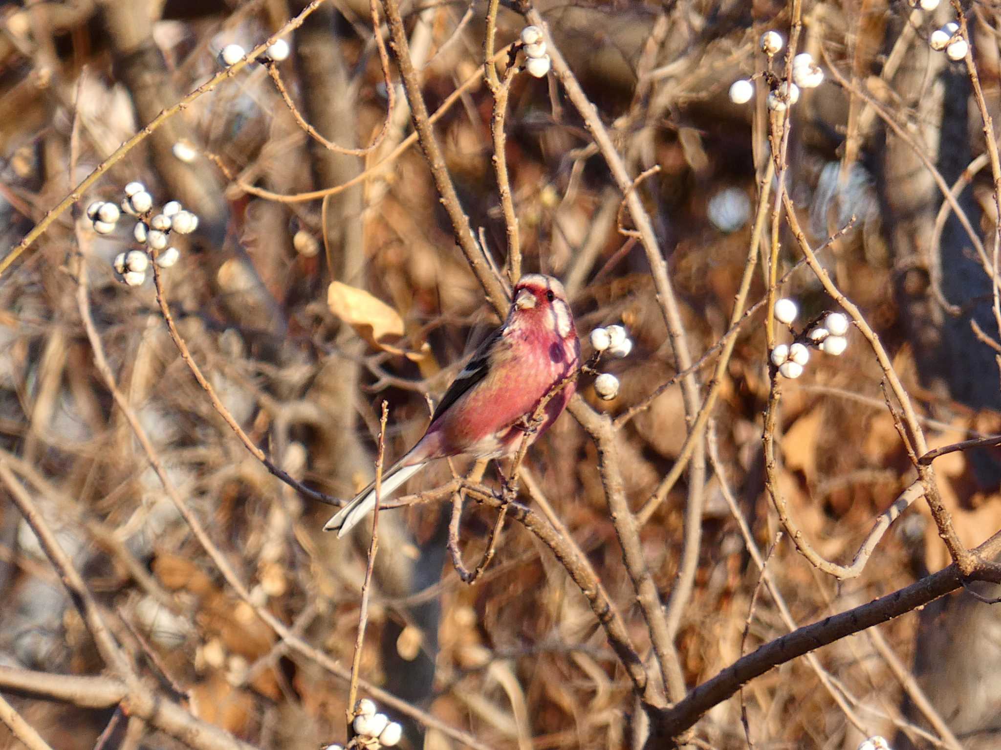 Photo of Siberian Long-tailed Rosefinch at 淀川河川公園 by Toshihiro Yamaguchi