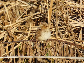 2024年1月17日(水) 淀川河川公園の野鳥観察記録