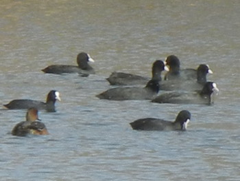 Eurasian Coot 東屯田遊水地 Wed, 11/7/2018