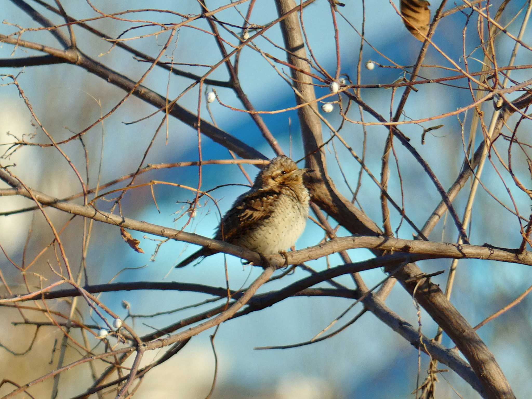 Eurasian Wryneck