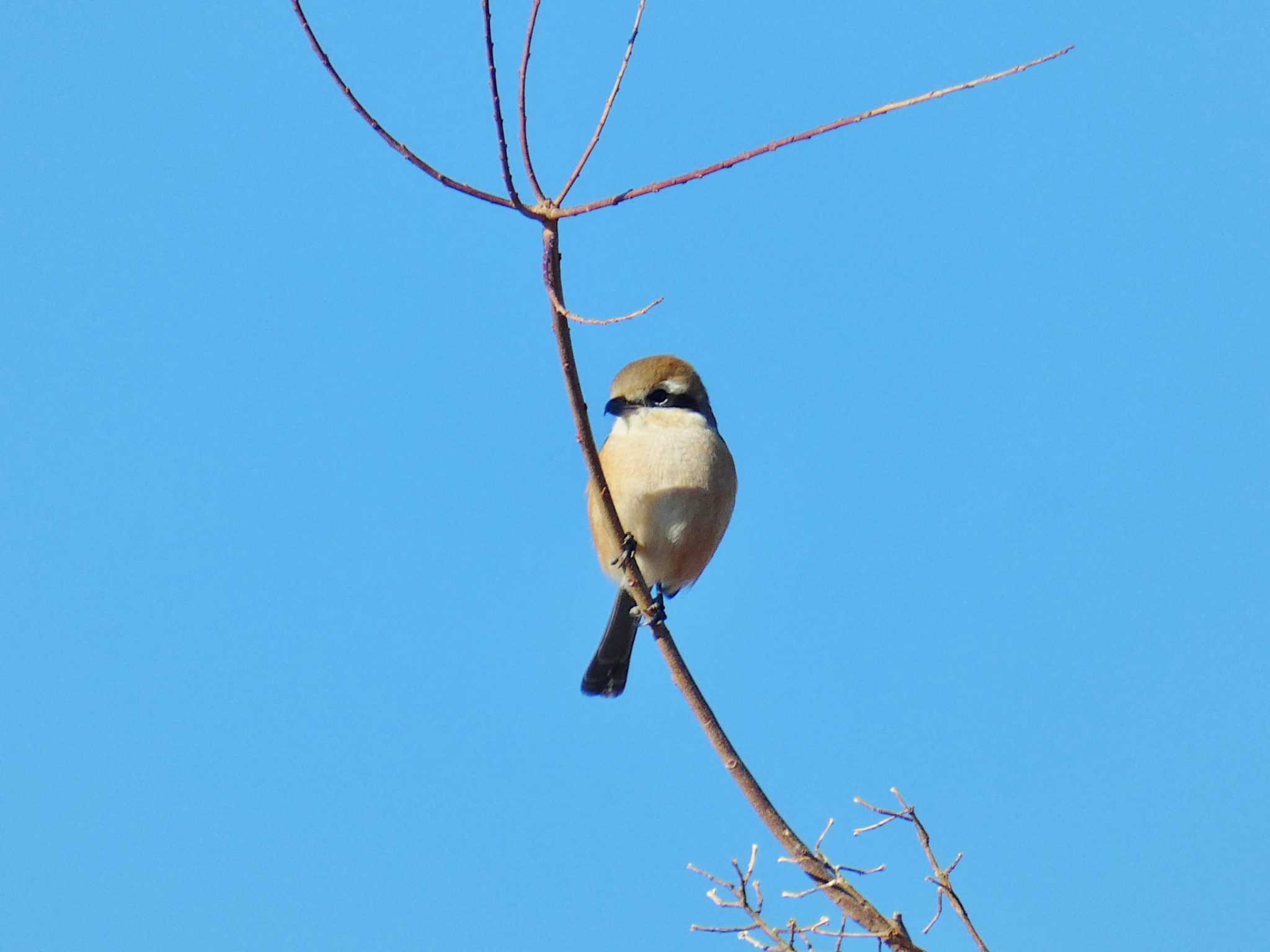 Bull-headed Shrike