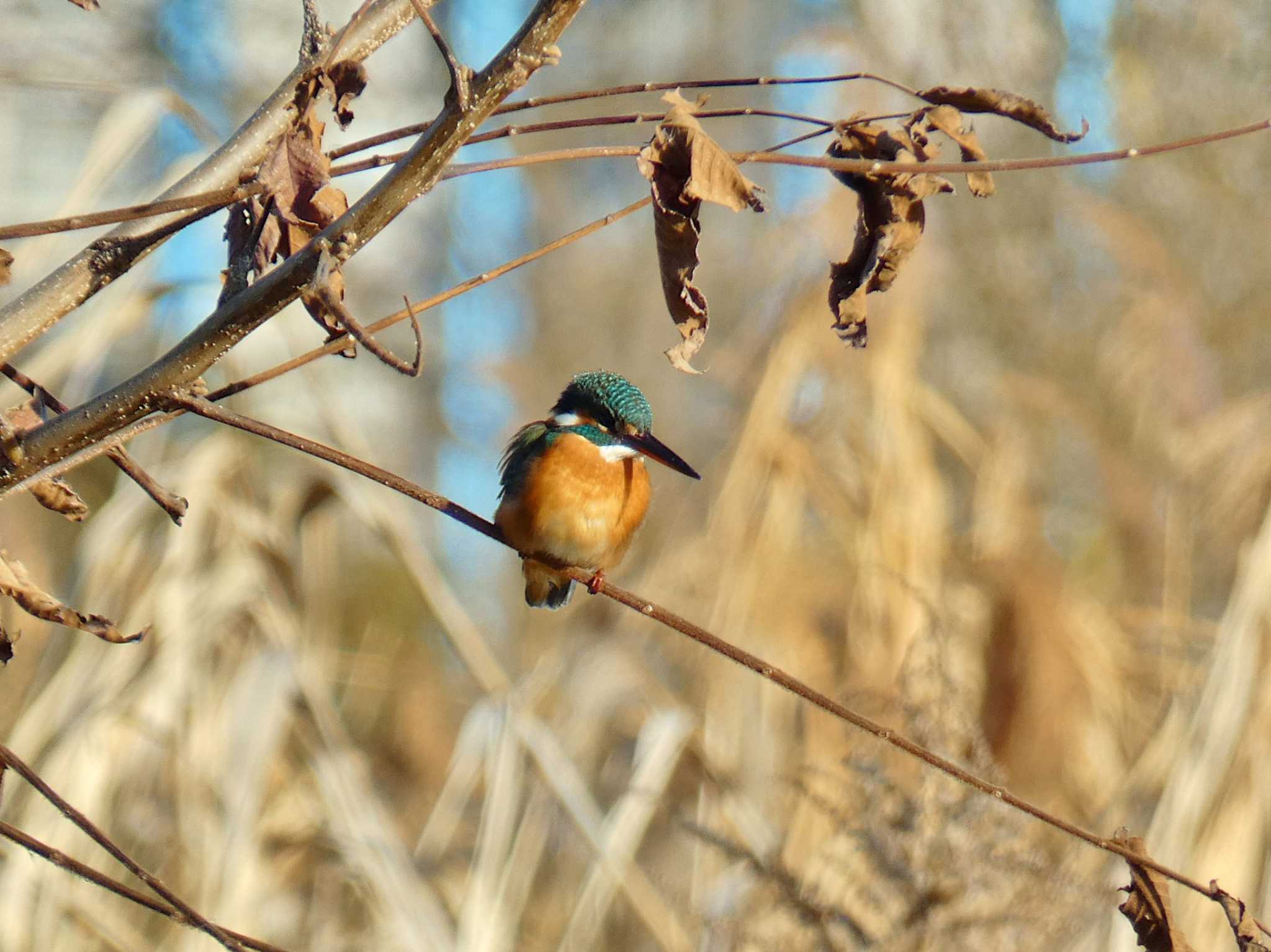 Photo of Common Kingfisher at 淀川河川公園 by Toshihiro Yamaguchi