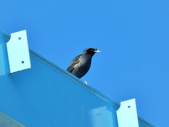 Crested Myna 淀川河川公園 Wed, 1/17/2024