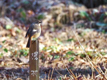 ジョウビタキ 場所が不明 2024年1月17日(水)