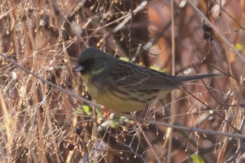 Masked Bunting 国営木曽三川公園  Wed, 1/17/2024