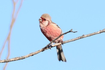 Siberian Long-tailed Rosefinch 国営木曽三川公園  Wed, 1/17/2024