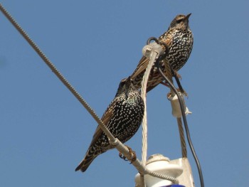 Common Starling Yoron Island Wed, 11/7/2018