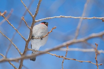 Eurasian Bullfinch(rosacea) オニウシ公園(北海道森町) Tue, 1/16/2024