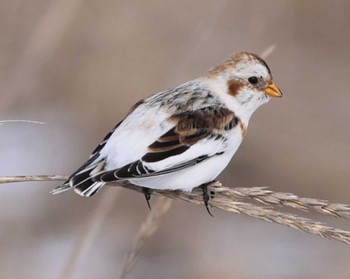 Snow Bunting Notsuke Peninsula Thu, 12/28/2023