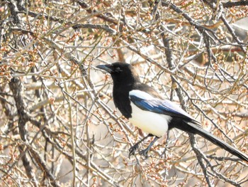 Eurasian Magpie 荒尾干潟 Wed, 1/17/2024