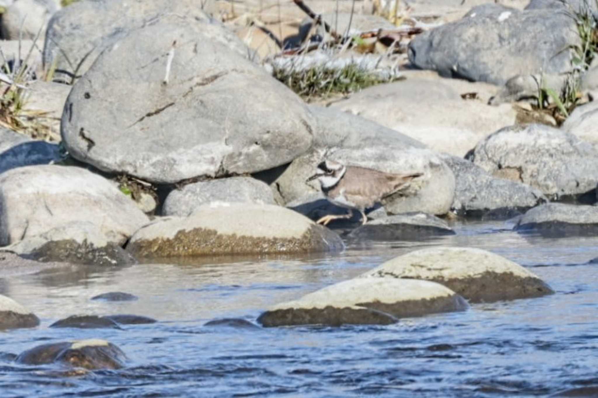 Long-billed Plover