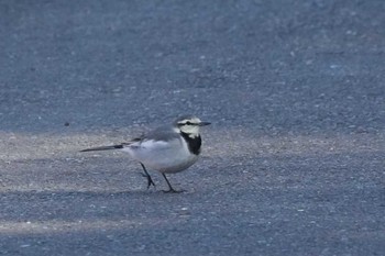 Wagtail 埼玉県 Sat, 12/30/2023