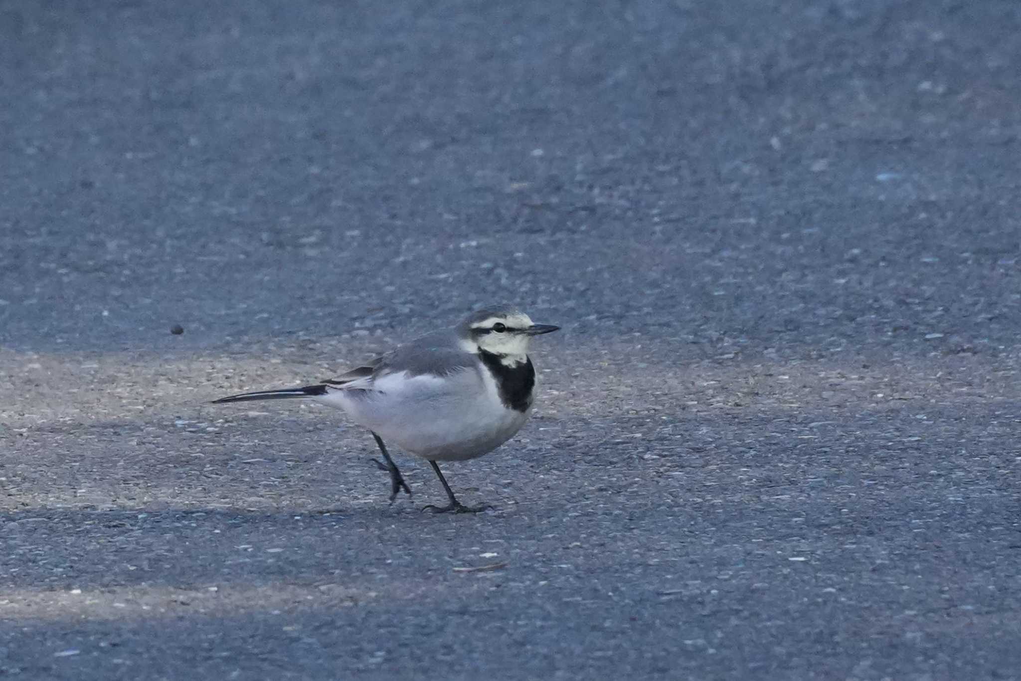 Photo of Wagtail at 埼玉県 by どばと