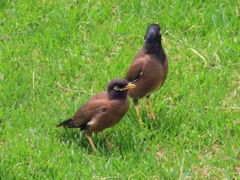 Common Myna Long Reef(Australia, NSW) Fri, 1/5/2024