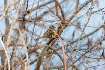 Masked Bunting Unknown Spots Wed, 1/17/2024