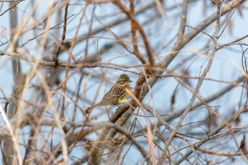 Masked Bunting Unknown Spots Wed, 1/17/2024