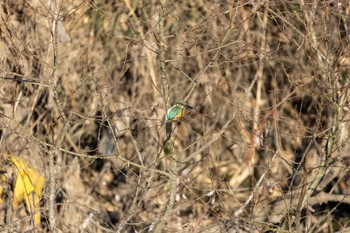 Common Kingfisher Unknown Spots Wed, 1/17/2024