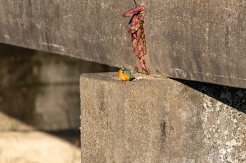 カワセミ 場所が不明 2024年1月17日(水)