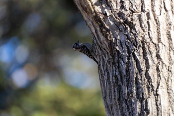 Japanese Pygmy Woodpecker Unknown Spots Wed, 1/17/2024