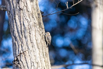 Japanese Pygmy Woodpecker Unknown Spots Wed, 1/17/2024