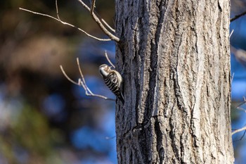 Japanese Pygmy Woodpecker Unknown Spots Wed, 1/17/2024