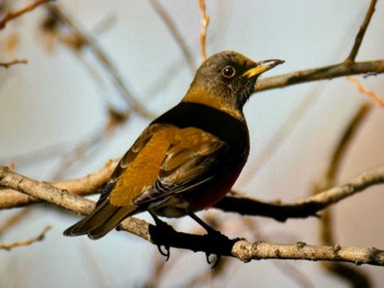 2024年1月17日(水) ふれあい松戸川の野鳥観察記録