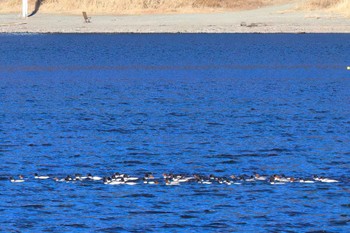 カワアイサ 河口湖 2024年1月16日(火)