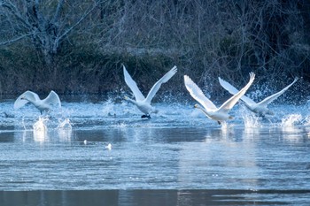 2024年1月17日(水) 古徳沼の野鳥観察記録