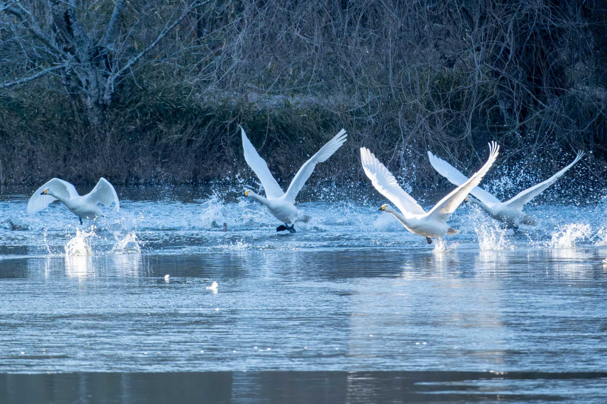 Whooper Swan