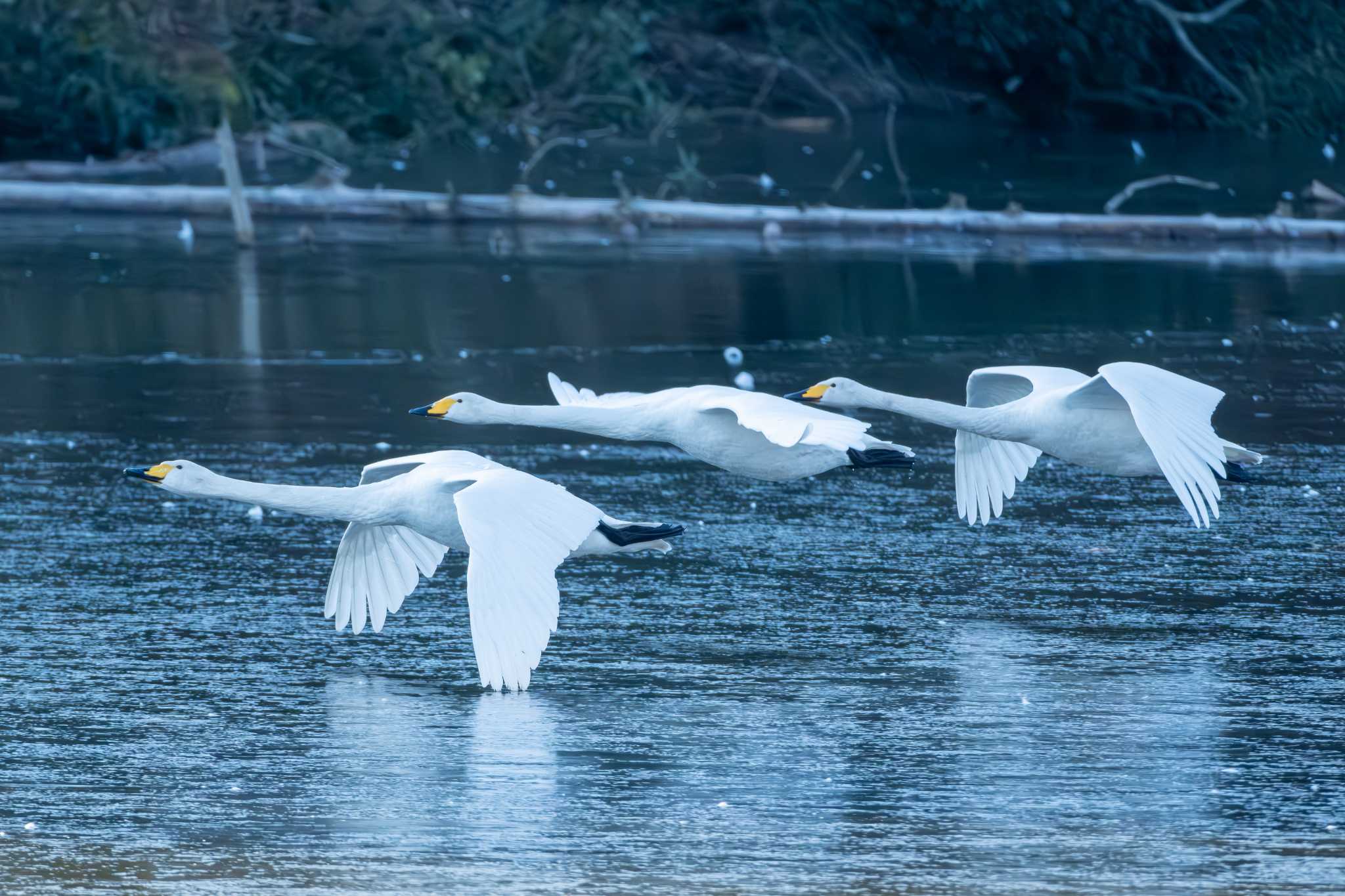 Whooper Swan