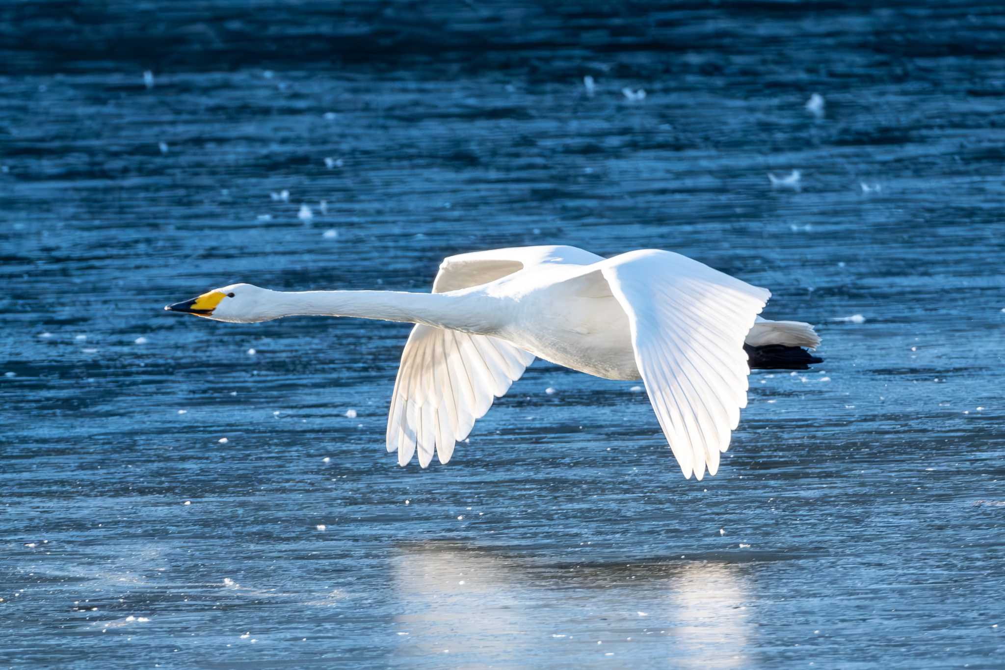 Whooper Swan