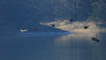 ミサゴ 狭山湖堤防 2024年1月17日(水)