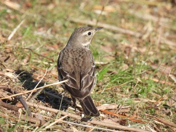 Water Pipit 狭山湖堤防 Wed, 1/17/2024