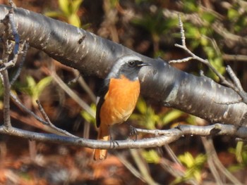 Daurian Redstart 狭山湖堤防 Wed, 1/17/2024