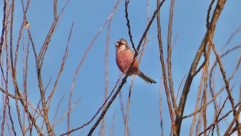 2024年1月17日(水) 奈良県の野鳥観察記録