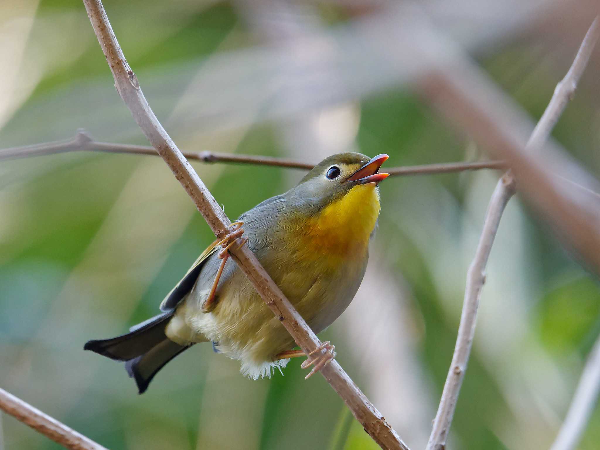 Photo of Red-billed Leiothrix at 横浜市立金沢自然公園 by しおまつ